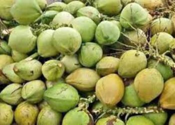 Kementan Segera Programkan Hilirisasi Kelapa
