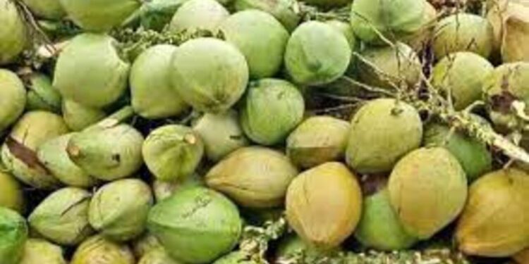 Kementan Segera Programkan Hilirisasi Kelapa