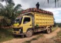 Harga TBS Riau Petani Mitra