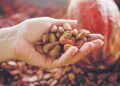 April 2025, Harga Referensi Biji Kakao Turun 19,88 Persen