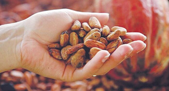 April 2025, Harga Referensi Biji Kakao Turun 19,88 Persen