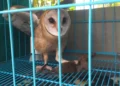 Tyto Alba, Predator Alami Tangkal Hama Tikus di Lahan Pertanian