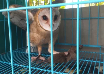 Tyto Alba, Predator Alami Tangkal Hama Tikus di Lahan Pertanian