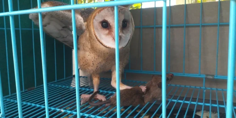 Tyto Alba, Predator Alami Tangkal Hama Tikus di Lahan Pertanian