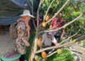 Hasil Riset BRIN Sebut Pemanfaatan Mikroalga Tingkatkan Produktivitas Kakao