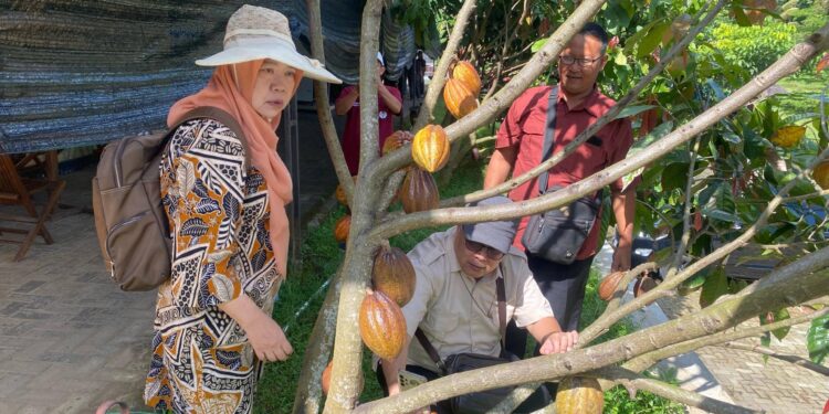 Hasil Riset BRIN Sebut Pemanfaatan Mikroalga Tingkatkan Produktivitas Kakao