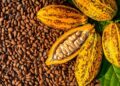 Kakao Penyumbang Surplus Perdagangan Nonmigas September 2025