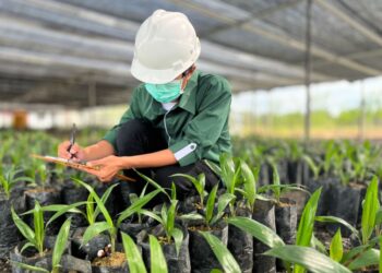 Astra Agro Resmi Rilis Varietas Unggul Baru Tahan Ganoderma