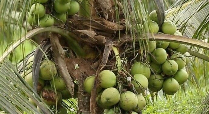Menko Pangan Sebut Tidak Ada Penghentian Ekspor Kelapa Bulat