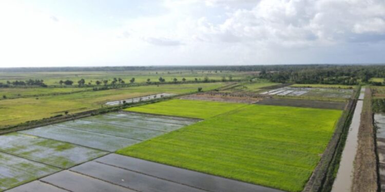 Pemerintah Catat Stok Cadangan Beras Capai Rekor Tertinggi