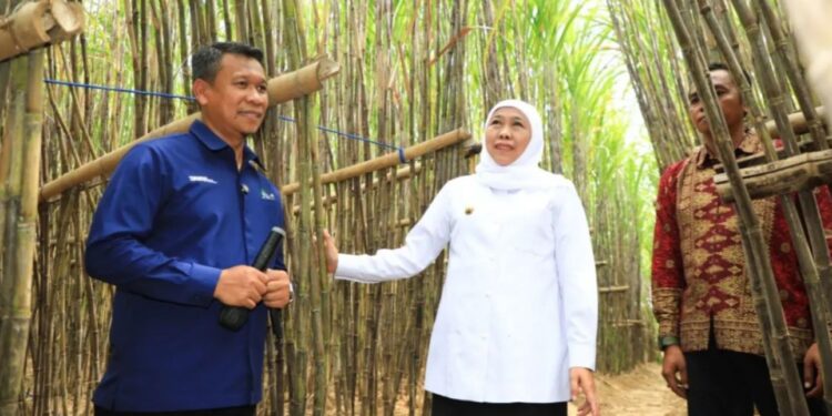 Program KUR Khusus Tebu Jadi Solusi buat Petani