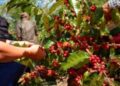 Java Coffee Kedepankan Standar Keberlanjutan