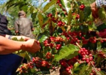 Java Coffee Kedepankan Standar Keberlanjutan