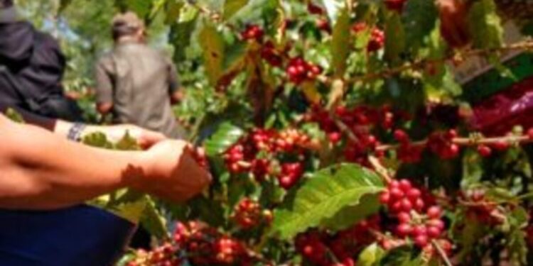 Java Coffee Kedepankan Standar Keberlanjutan