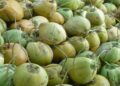 Pasokan Kelapa dari Petani Anjlok 60 Persen