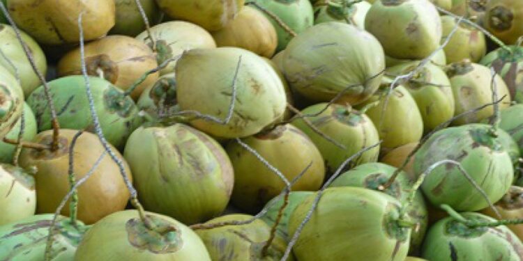 Pasokan Kelapa dari Petani Anjlok 60 Persen
