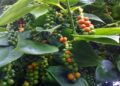Pemerintah Komitmen Mendorong Ketahanan Industri Lada Indonesia