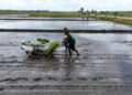 Rice Transplanter Inovasi untuk Efisiensi dan Produktivitas Padi