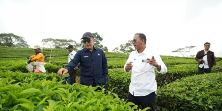 PTPN IV PalmCo Sebut Komoditas Teh dan Karet Berhasil Raih Laba
