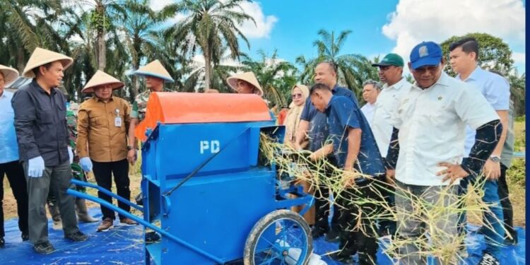Kementan Panen Perdana Padi Gogo di Lahan PSR
