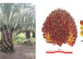 Varietas Sawit Unggul Astra Agro Anti Gano