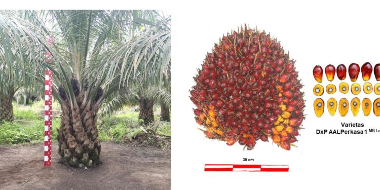 Varietas Sawit Unggul Astra Agro Anti Gano