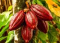 BPDP Tekankan Pentingnya Roadmap Riset Kelapa dan Kakao