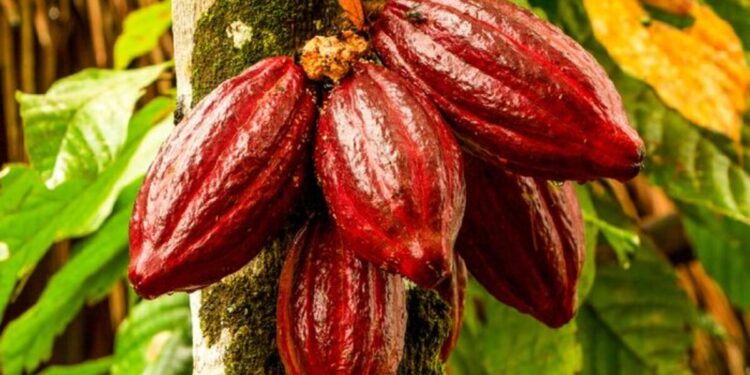 BPDP Tekankan Pentingnya Roadmap Riset Kelapa dan Kakao