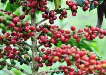 BPS Catat Ekspor kopi Indonesia 2024 Naik 76,33 Persen