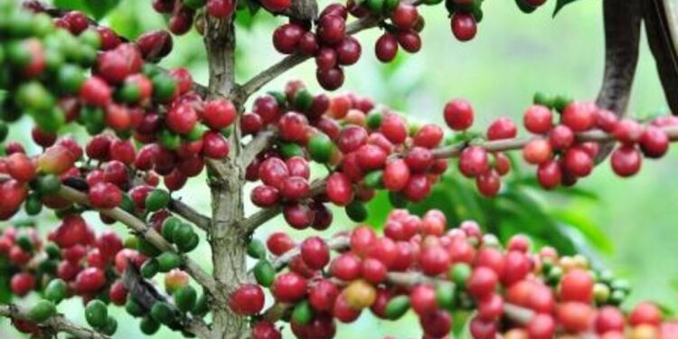 BPS Catat Ekspor kopi Indonesia 2024 Naik 76,33 Persen