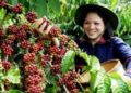 Pemerintah Terus Kembangkan Produksi Kopi