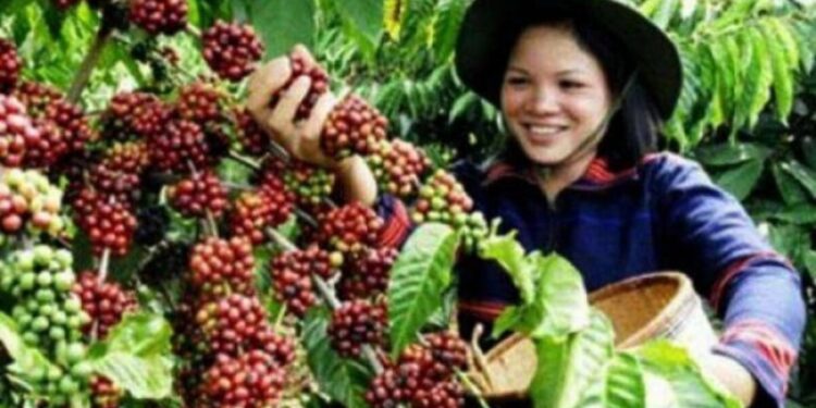 Pemerintah Terus Kembangkan Produksi Kopi