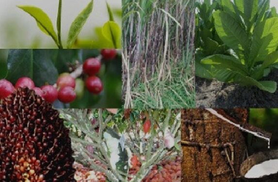Perkebunan Indonesia Mampu Kuasai Pangan dan Energi Dunia
