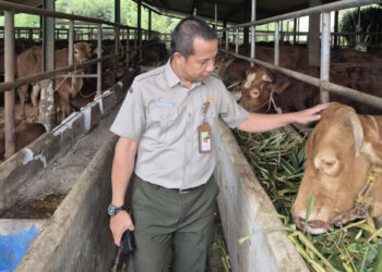 Kementan Pastikan Penyembelihan Hewan Kurban Sesuai Syariat