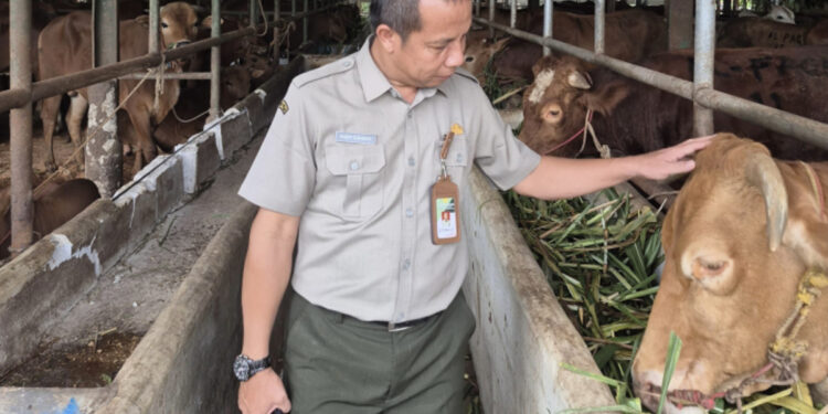 Kementan Pastikan Penyembelihan Hewan Kurban Sesuai Syariat