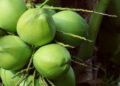 Potensi Kelapa Genjah dan Pemenuhan Santan