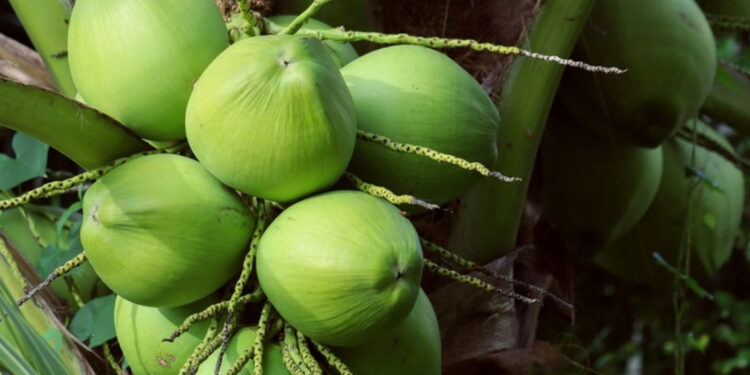 Potensi Kelapa Genjah dan Pemenuhan Santan