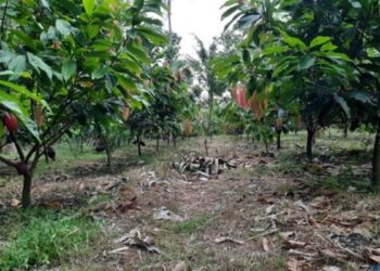 Pengembangan Perkebunan di Lahan Suboptimal Jadi Peluang Strategis
