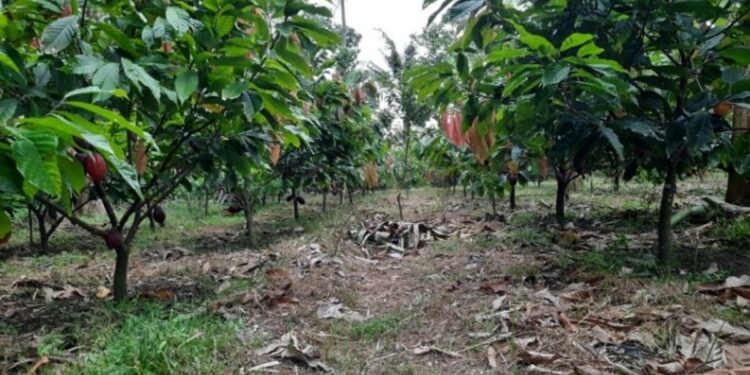 Pengembangan Perkebunan di Lahan Suboptimal Jadi Peluang Strategis