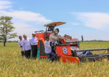 BPS Catat Produksi Beras Naik 14,49 persen dari Tahun Lalu