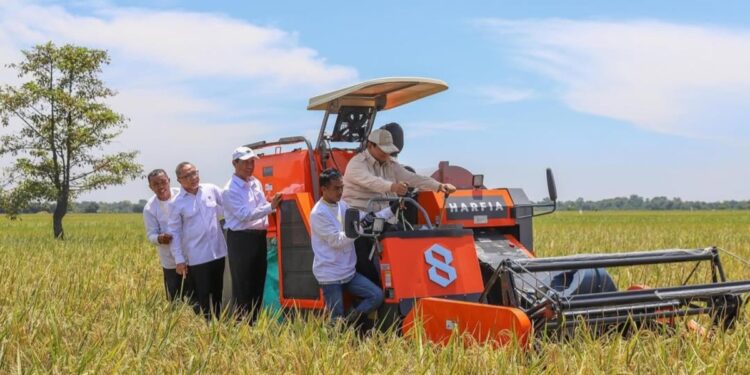 BPS Catat Produksi Beras Naik 14,49 persen dari Tahun Lalu