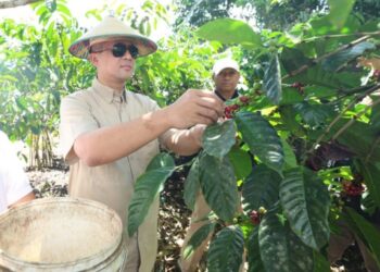 Pengembangan Potensi Kopi di Kawasan Transmigrasi Perlu Pendampingan