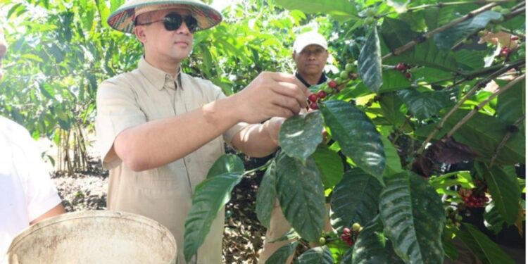 Pengembangan Potensi Kopi di Kawasan Transmigrasi Perlu Pendampingan