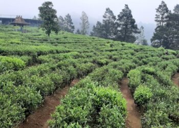 Sri Lanka Minat Investasi Pengolahan Teh di Indonesia