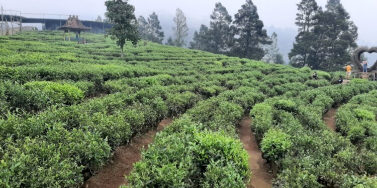 Sri Lanka Minat Investasi Pengolahan Teh di Indonesia