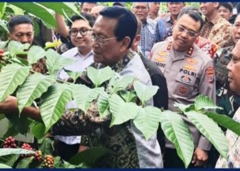 Kementan Gandeng Pemda Yogyakarta Gelar Panen Perdana Kopi