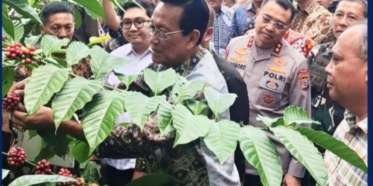 Kementan Gandeng Pemda Yogyakarta Gelar Panen Perdana Kopi