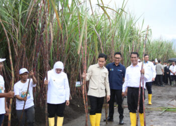 Swasembada Gula Ditargetkan Selambatnya 2027