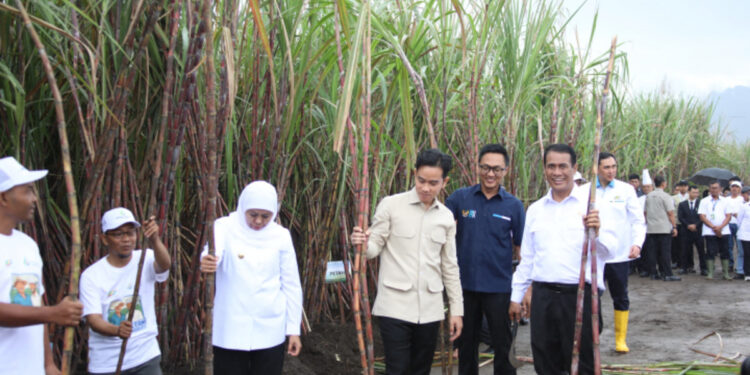 Swasembada Gula Ditargetkan Selambatnya 2027