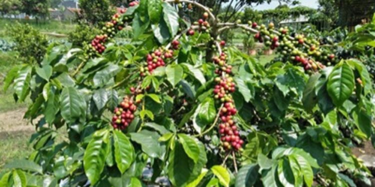 Plus Minus Perbanyakan Kopi Secara Vegetatif dan Generatif